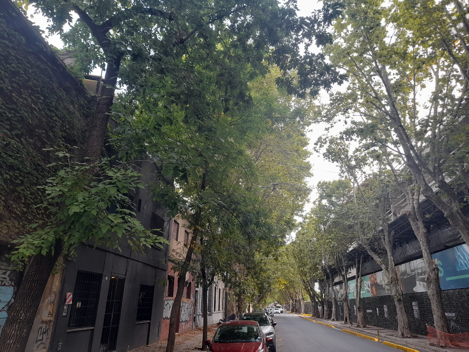 ¿Cuáles son las principales especies de árboles del barrio de Palermo? - Image 1